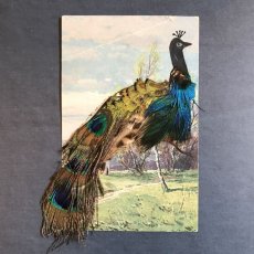 画像1: 孔雀のポストカード (1)