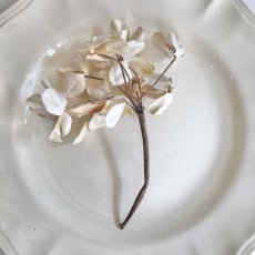 画像5: 白い花のコサージュ (5)